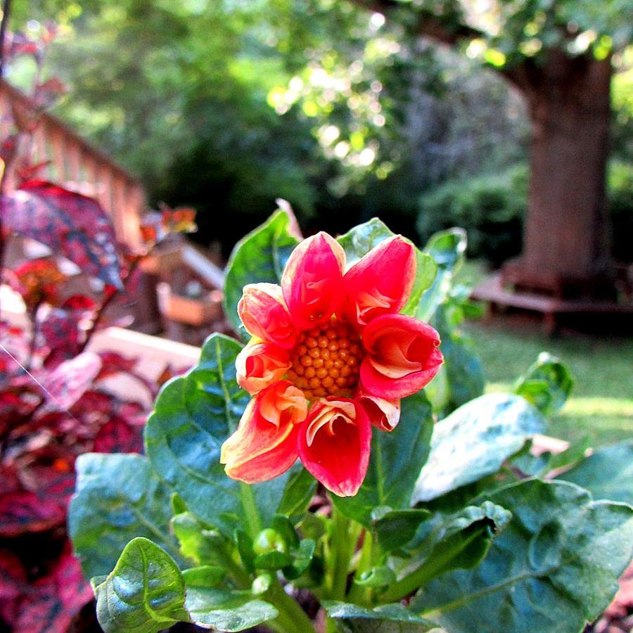 Red Leaf River Inn Waynesville Εξωτερικό φωτογραφία